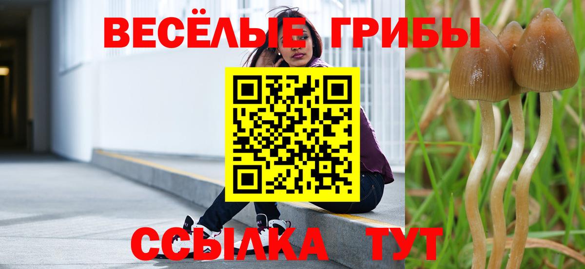 Псилоцибиновые грибы Psilocybe Энгельс
